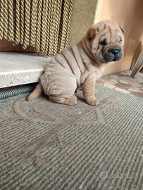 Shar pei