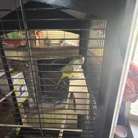 Parrocchetto monaco+gabbia+accessori e mangime