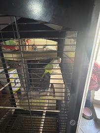 Parrocchetto monaco+gabbia+accessori e mangime