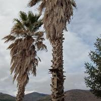 palma washingtonia
