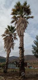 palma washingtonia