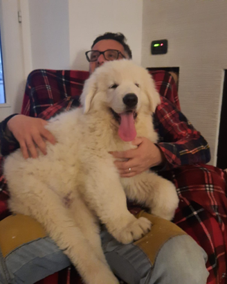 Cuccioli Pastore Maremmano Abruzzese