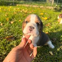 Cuccioli di Beagle tricolori