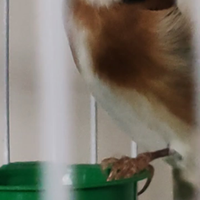 Una cardellina nostrana