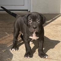 Cucciolo di cane corso
