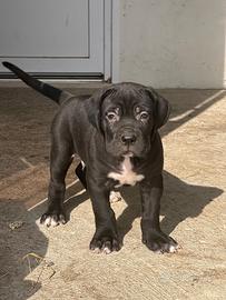 Cucciolo di cane corso