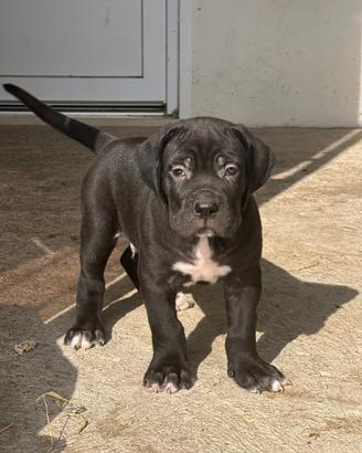 Cucciolo di cane corso