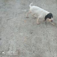 Cuccioli di 2 mesi e mezzo di Arejois