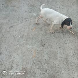 Cuccioli di 2 mesi e mezzo di Arejois