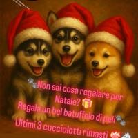 Cuccioli siberian husky