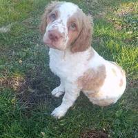 Cani maschi da tartufi spinger /lagotto