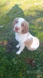 Cani maschi da tartufi spinger /lagotto