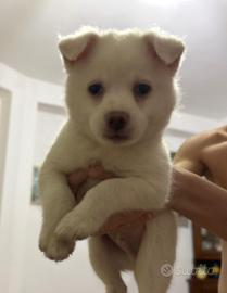 Cucciolo incrocio volpino e jack russel