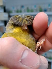 Gloster corona maschio