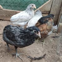 Galline e galli Araucana