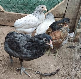 Galline e galli Araucana