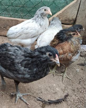 Galline e galli Araucana