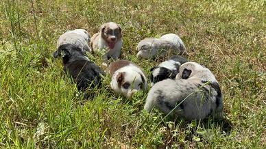 Cuccioli di Miniature American Shepherds