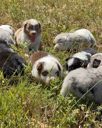 Cuccioli di Miniature American Shepherds