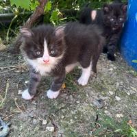 Gattini