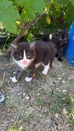 Gattini