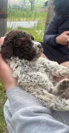 Cuccioli Lagotto Romagnolo puri pedigree test