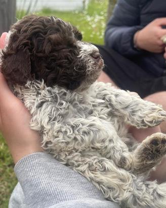 Cuccioli Lagotto Romagnolo puri pedigree test