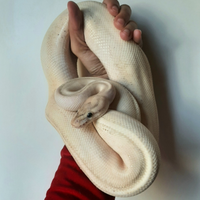 Pitone reale PUMA x riproduzione + teca completa