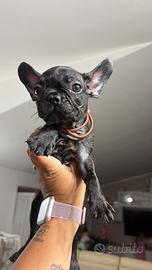 Bulldog francese