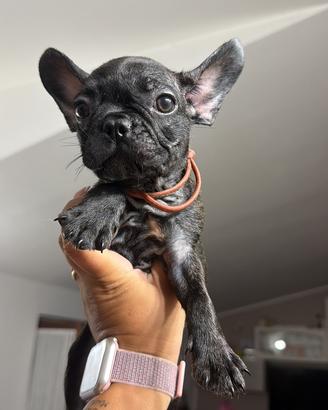 Bulldog francese