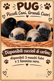 Cuccioli di carlino disponibili