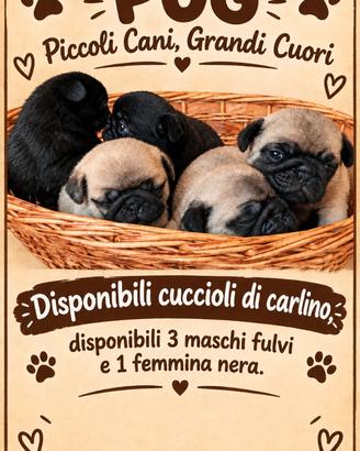 Cuccioli di carlino disponibili