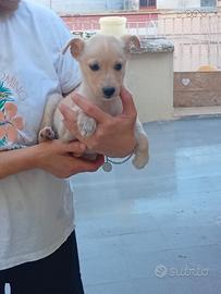 Cuccioli taglia piccola