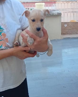 Cuccioli taglia piccola