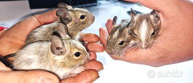 DEGU del Cile