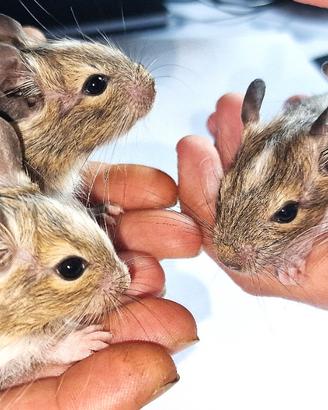 DEGU del Cile