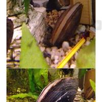 Molluschi filtranti d'acqua dolce