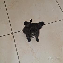 Cucciola Chihuahua