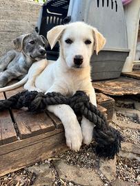 Dodo cucciolo taglia media 4 mesi