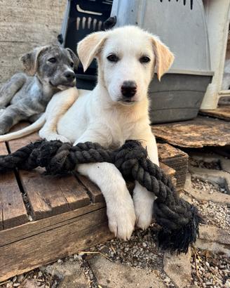 Dodo cucciolo taglia media 4 mesi