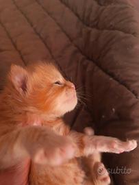 Cucciolo Maine Coon Pedigree