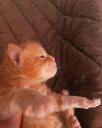 Cucciolo Maine Coon Pedigree