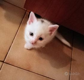 Gattini