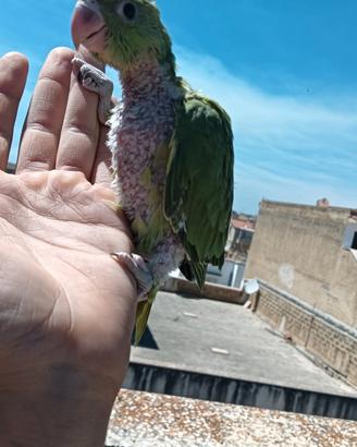 Parrocchetto dal collare