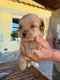 Maltipoo