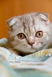 SCOTTISH Fold cucciola