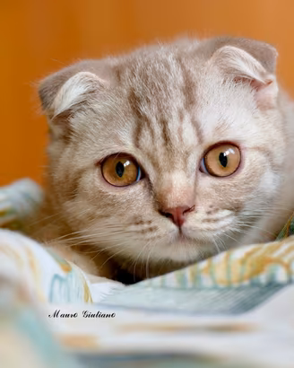 SCOTTISH Fold cucciola
