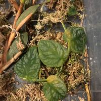 Talea con 3 foglie di monstera