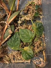 Talea con 3 foglie di monstera