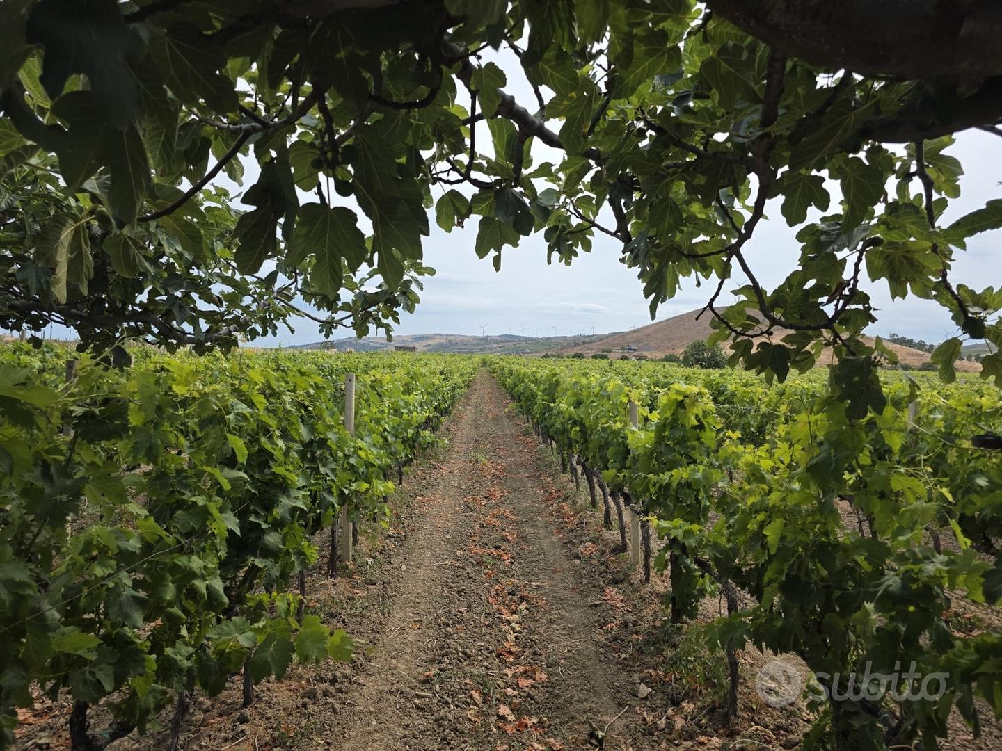 Vendita terreno agricolo - Vista 3